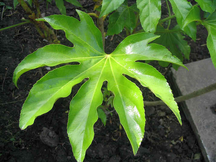 Japanese aralia
